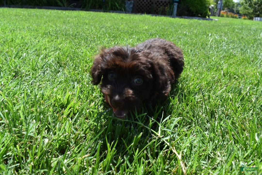 Havapoo dogs for sale: Annie - Image 12