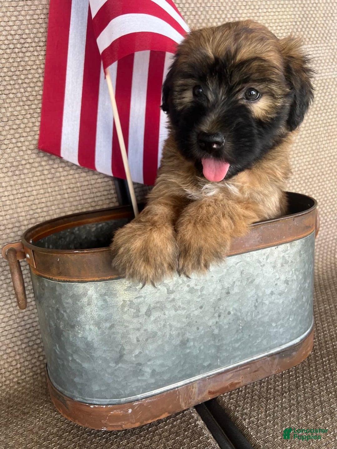 Soft Coated Wheaten Terrier dogs for sale: Molly - Image 5