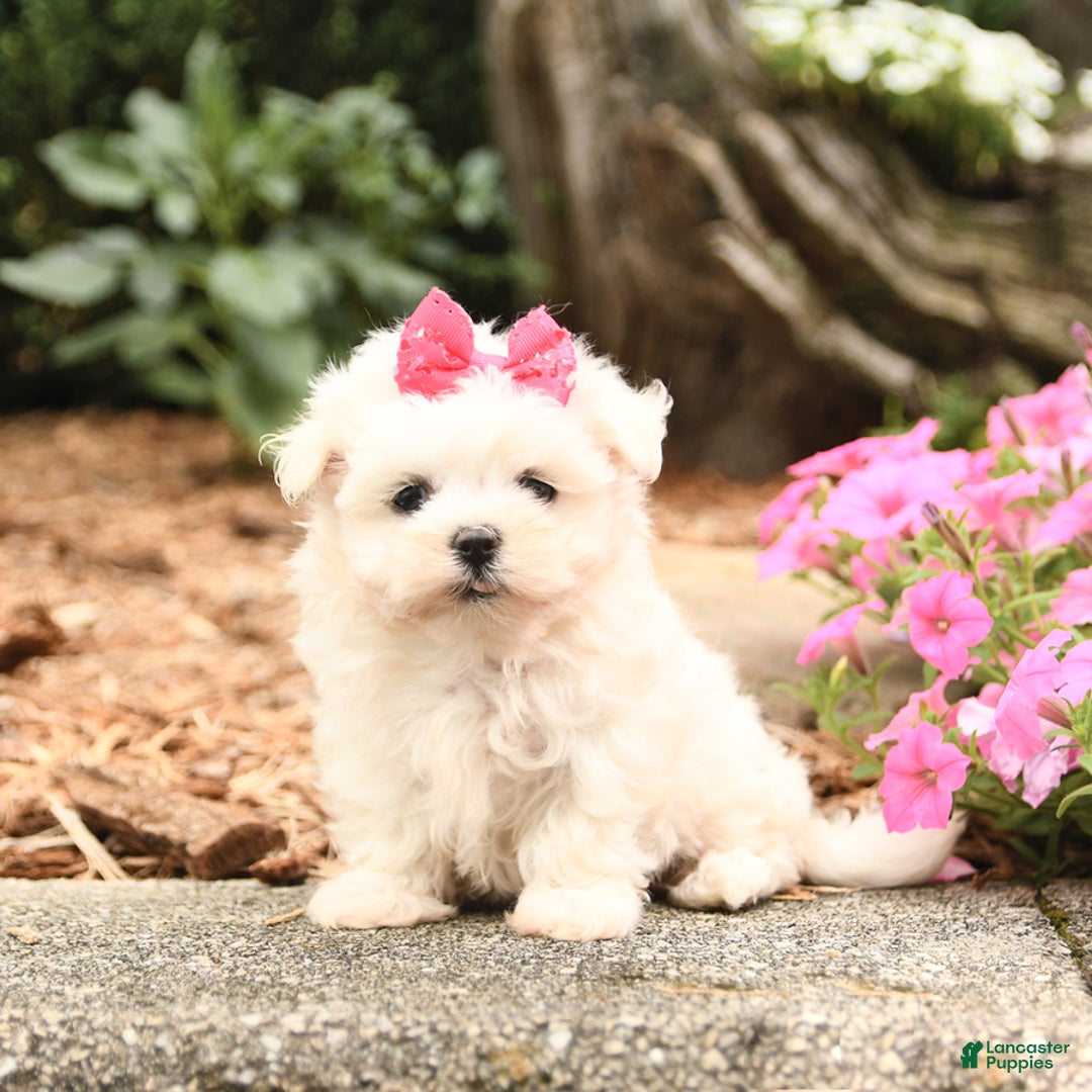 Maltese dogs for sale: Flower - Image 1