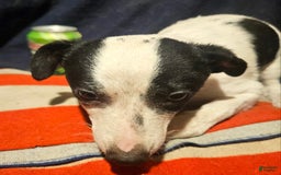 Chihuahua dogs for sale: X - Image 15