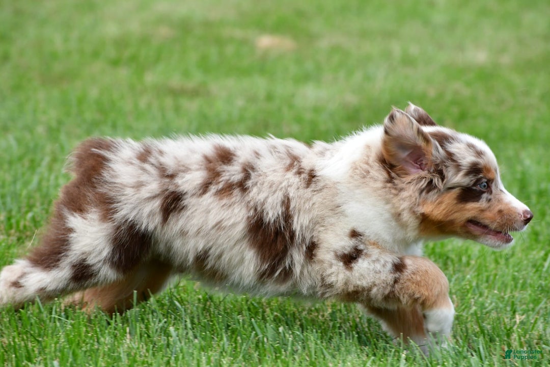 Australian Shepherd dogs for sale: Leo - Image 11