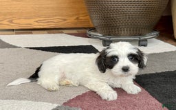 Havanese dogs for sale: Katie - Image 5