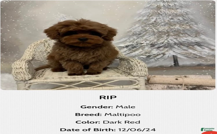 Maltipoo dogs for sale - Ad 2