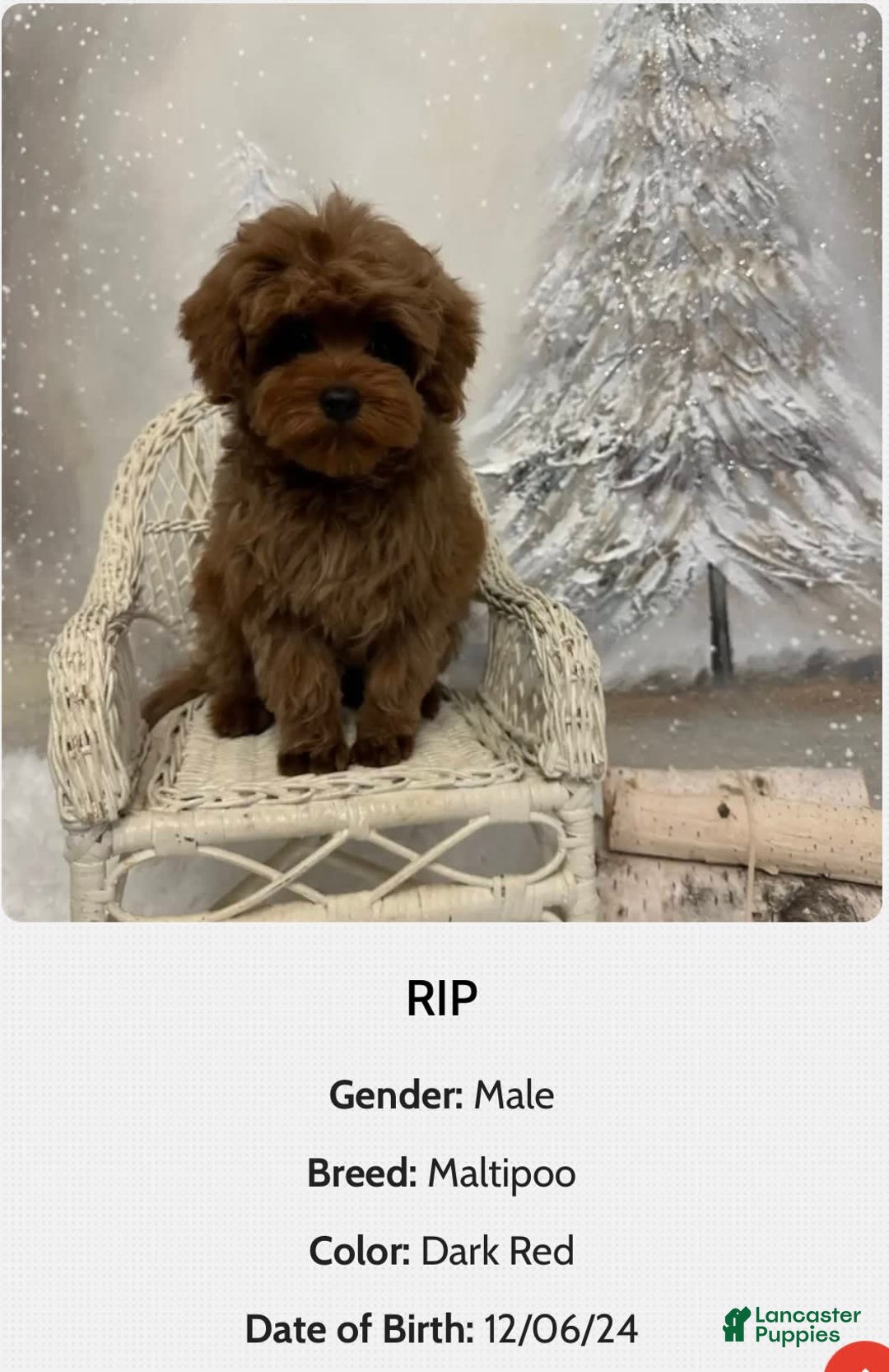 Maltipoo dogs for sale: Rip - Image 1