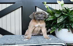 Cane Corso dogs for sale: Cane Corso 7 puppies - Image 5