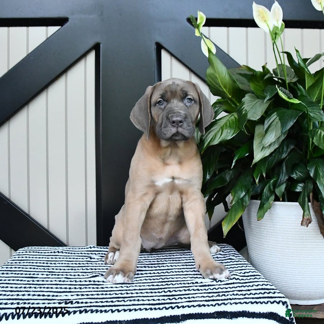 Cane Corso dogs for sale: Cane Corso 7 puppies - Image 5