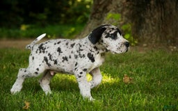 Great Dane dogs for sale: Knight - Image 5