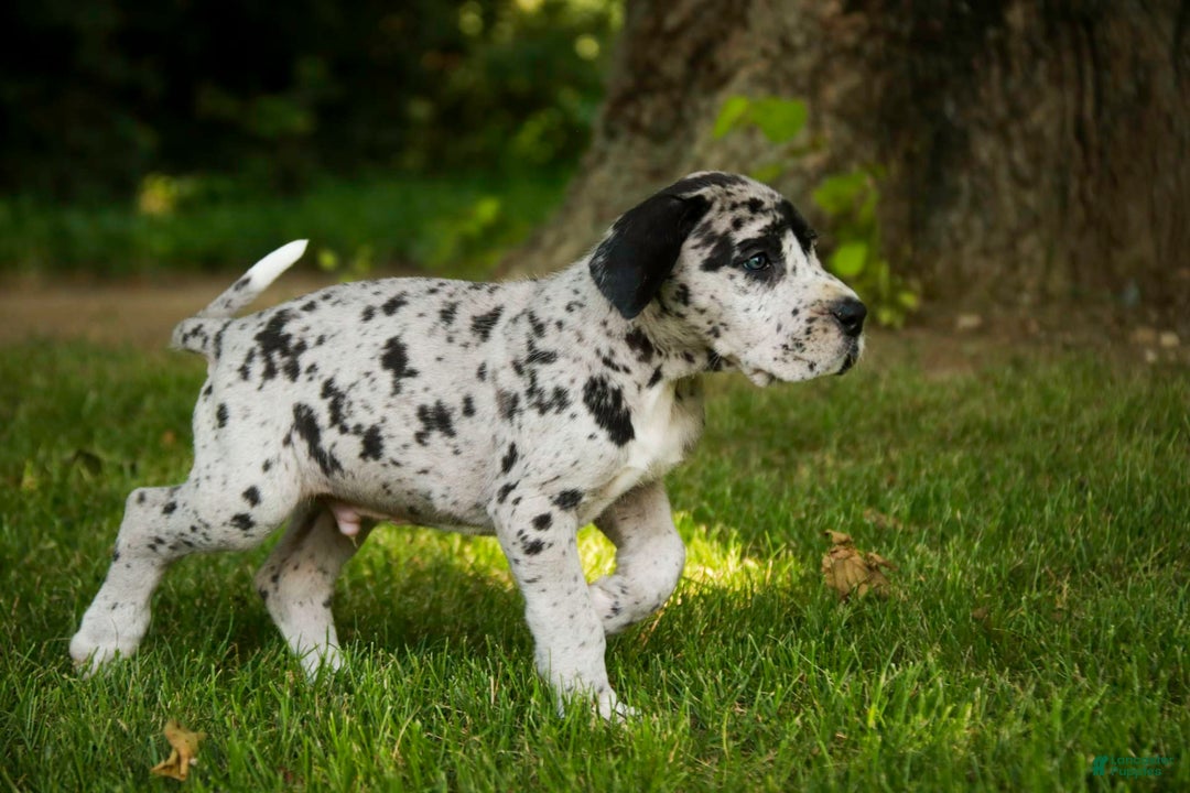 Great Dane dogs for sale: Knight - Image 5