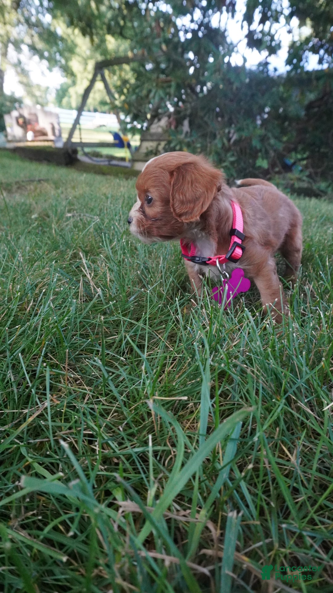 Cavapoo dogs for sale: Tiny Tim - Image 6