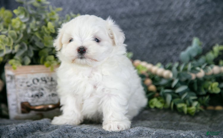 Maltese dogs for sale - Ad 4