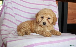 Cockapoo dogs for sale: Sunflower - Image 5
