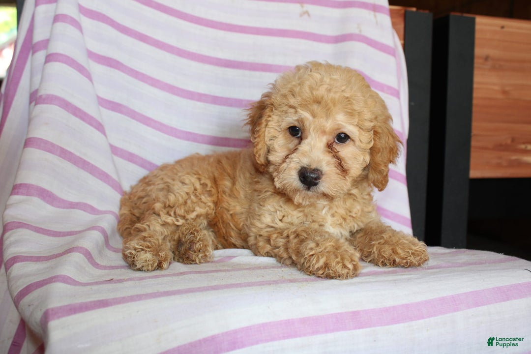 Cockapoo dogs for sale: Sunflower - Image 5