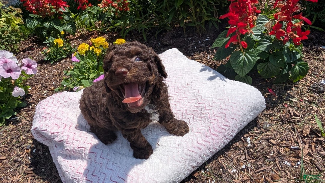 Toy Poodle dogs for sale: Zion - Image 14