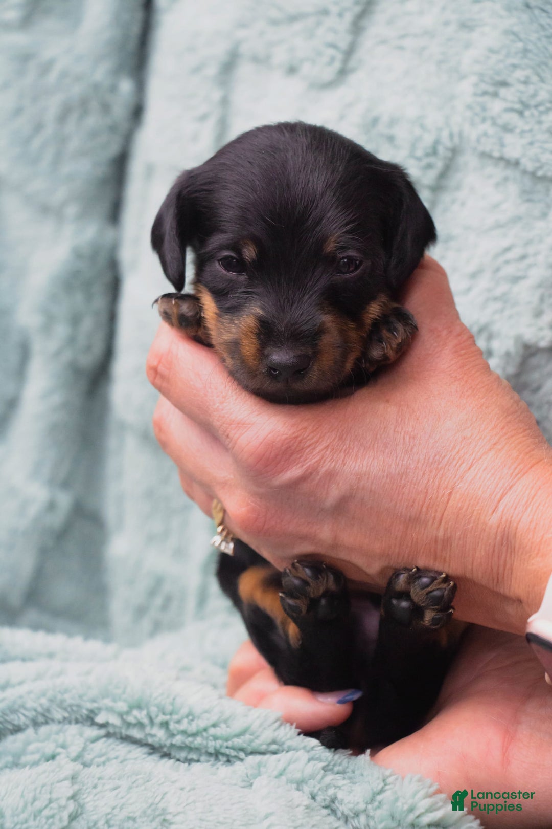 Doxiepoo dogs for sale: Snickers - Image 2