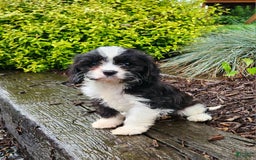 Cavapoo dogs for sale: Cavapoo 6 puppies - Image 5