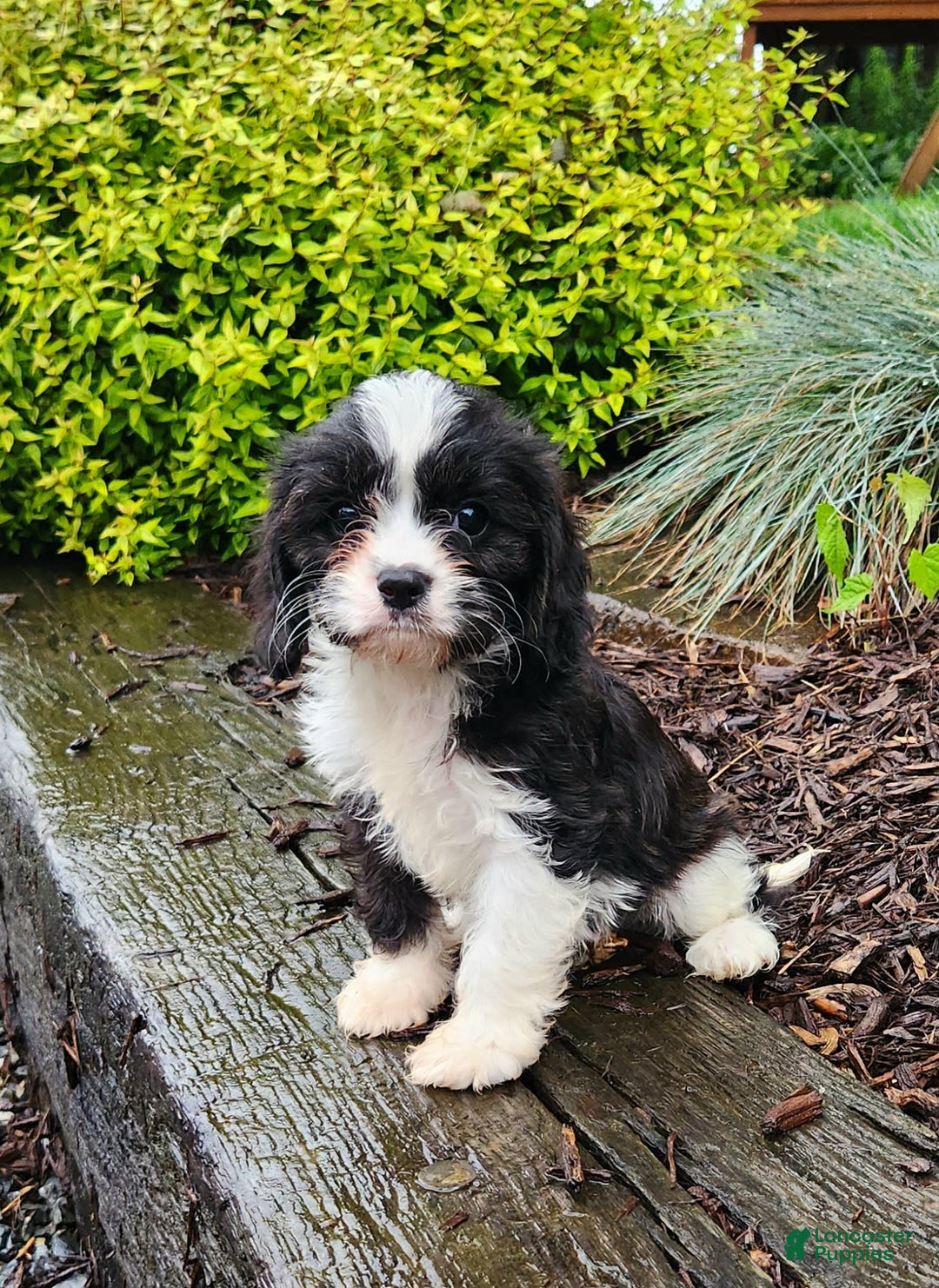 Cavapoo dogs for sale: Cavapoo 6 puppies - Image 5
