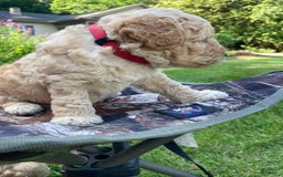 Labradoodle dogs for sale: Douglas - Image 18