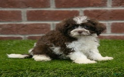 Havanese dogs for sale: Gabby - Image 5