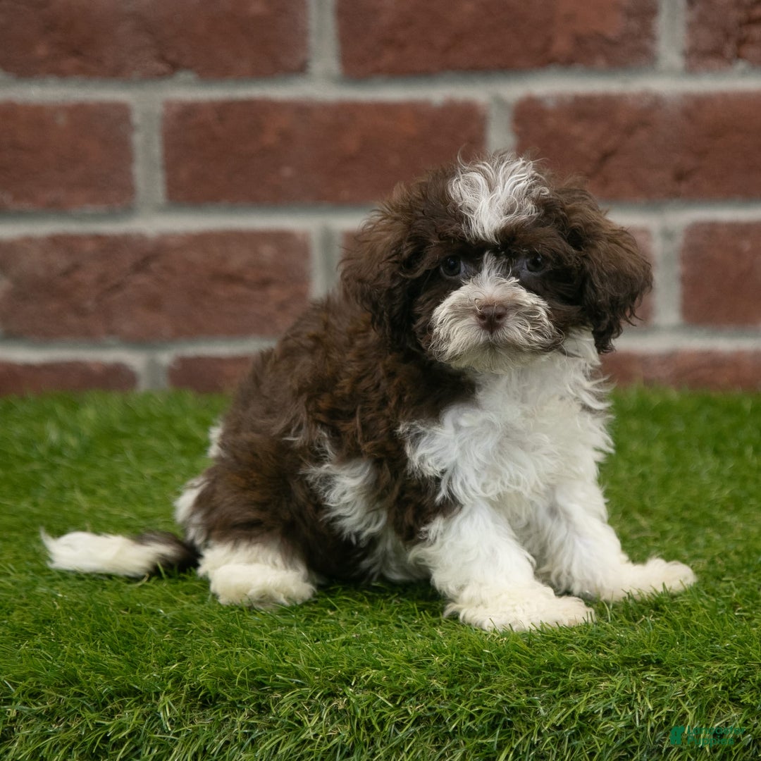 Havanese dogs for sale: Gabby - Image 5