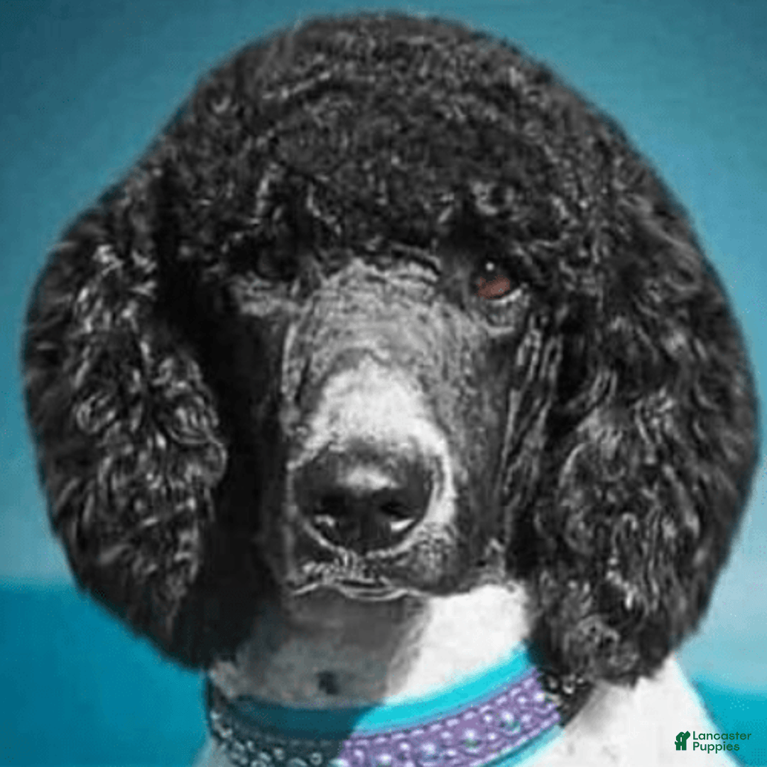 Goldendoodle dogs for sale: Dutch - Image 10