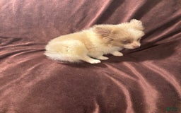 Pomeranian dogs for sale: Parti Boy - Image 5