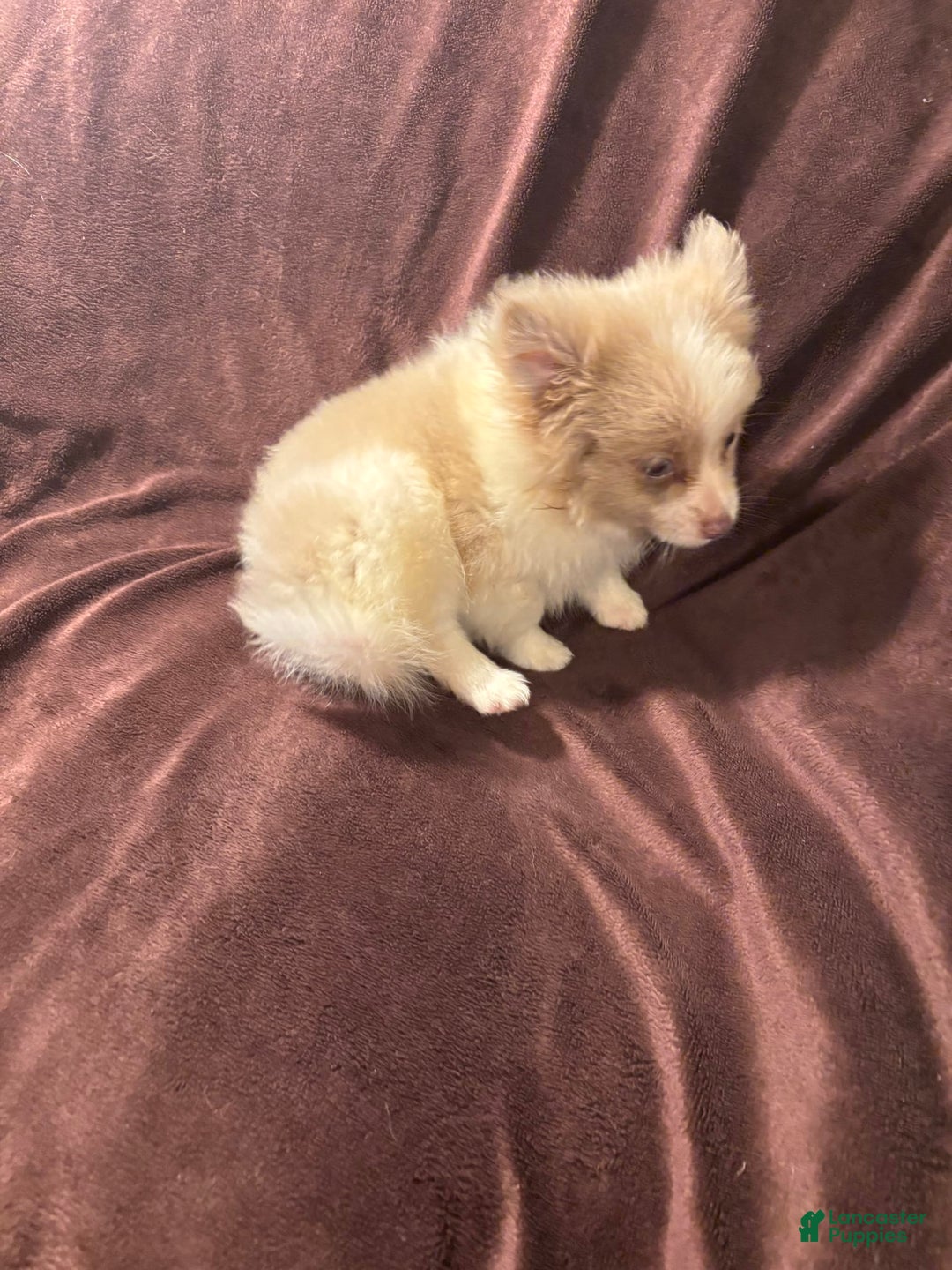 Pomeranian dogs for sale: Parti Boy - Image 5