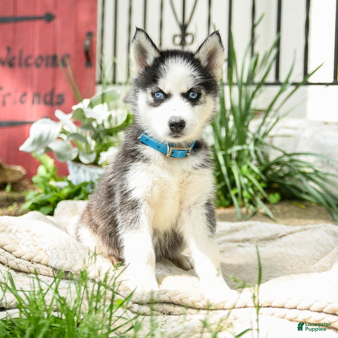 Siberian Husky dogs for sale: Bailey - Image 1