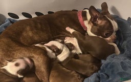 Boston Terrier dogs for sale: Pheobe - Image 4