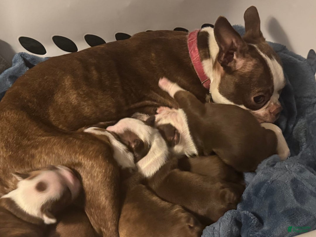 Boston Terrier dogs for sale: Pheobe - Image 4