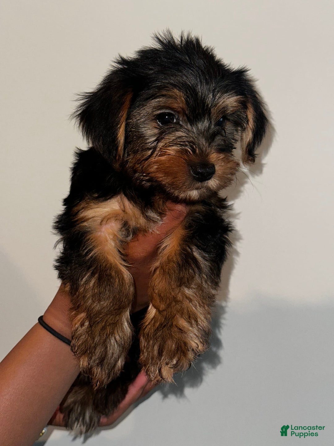 Yorkshire Terrier dogs for sale: Milo - Image 1