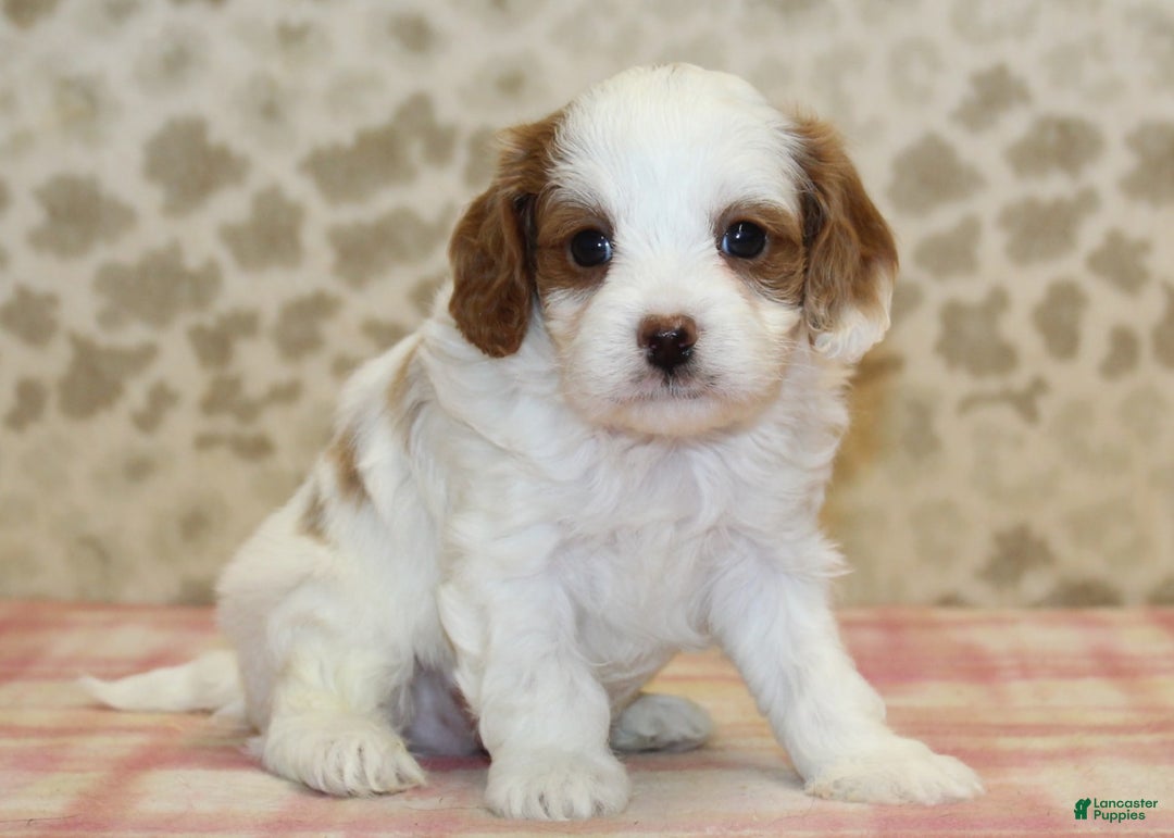 Cavapoo dogs for sale: Skip - Image 4
