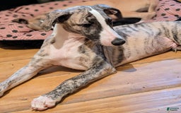 Whippet dogs for sale: Oscar - Image 5
