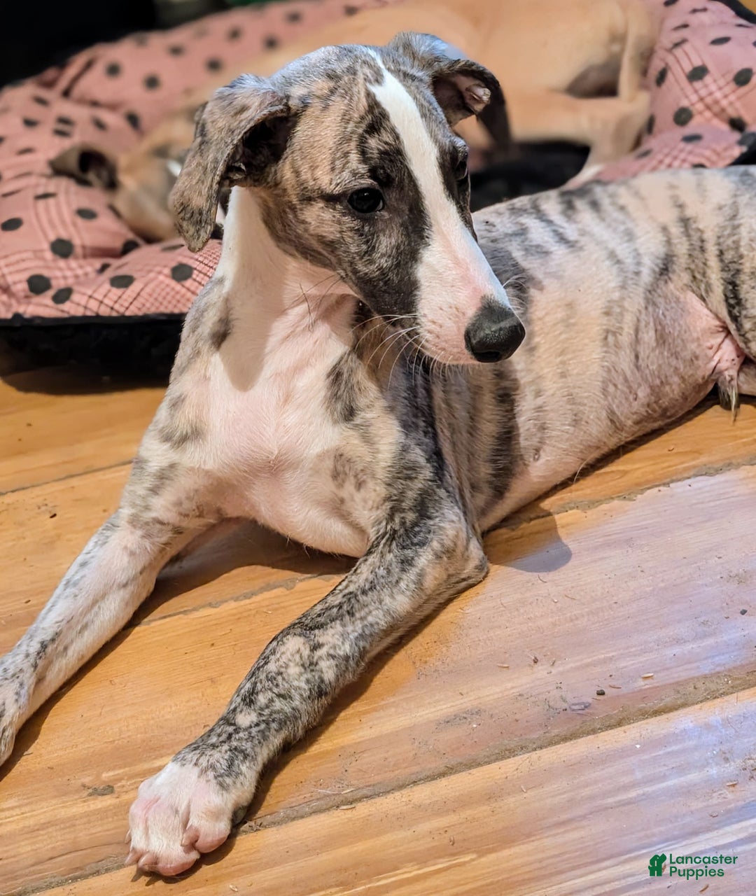 Whippet dogs for sale: Oscar - Image 5