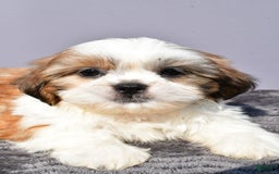 Shih Tzu dogs for sale: Udaysah - Image 2