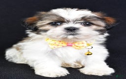 Shih Tzu dogs for sale: Logan - Image 2