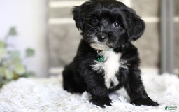 Yorkiepoo dogs for sale: Arrow - Image 4