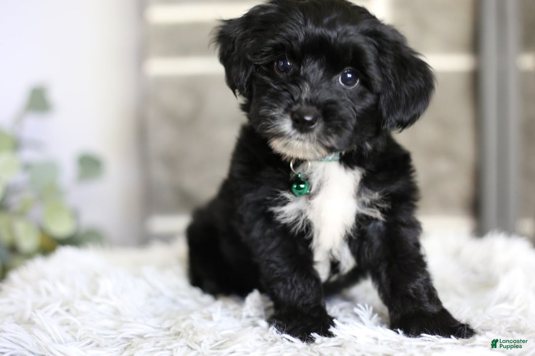 Yorkiepoo dogs for sale: Arrow - Image 4