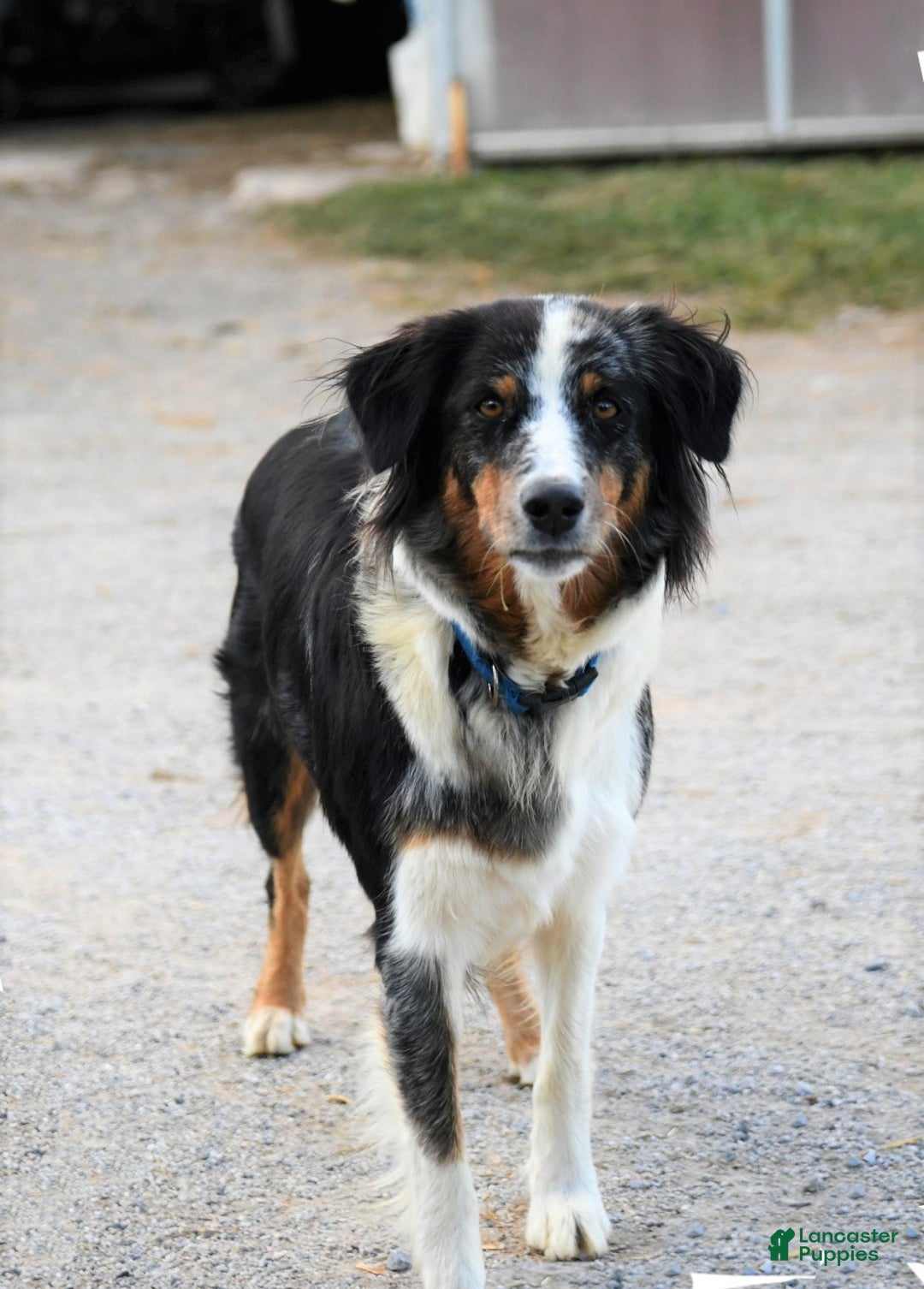 Australian Shepherd dogs for sale: Bristol - Image 4