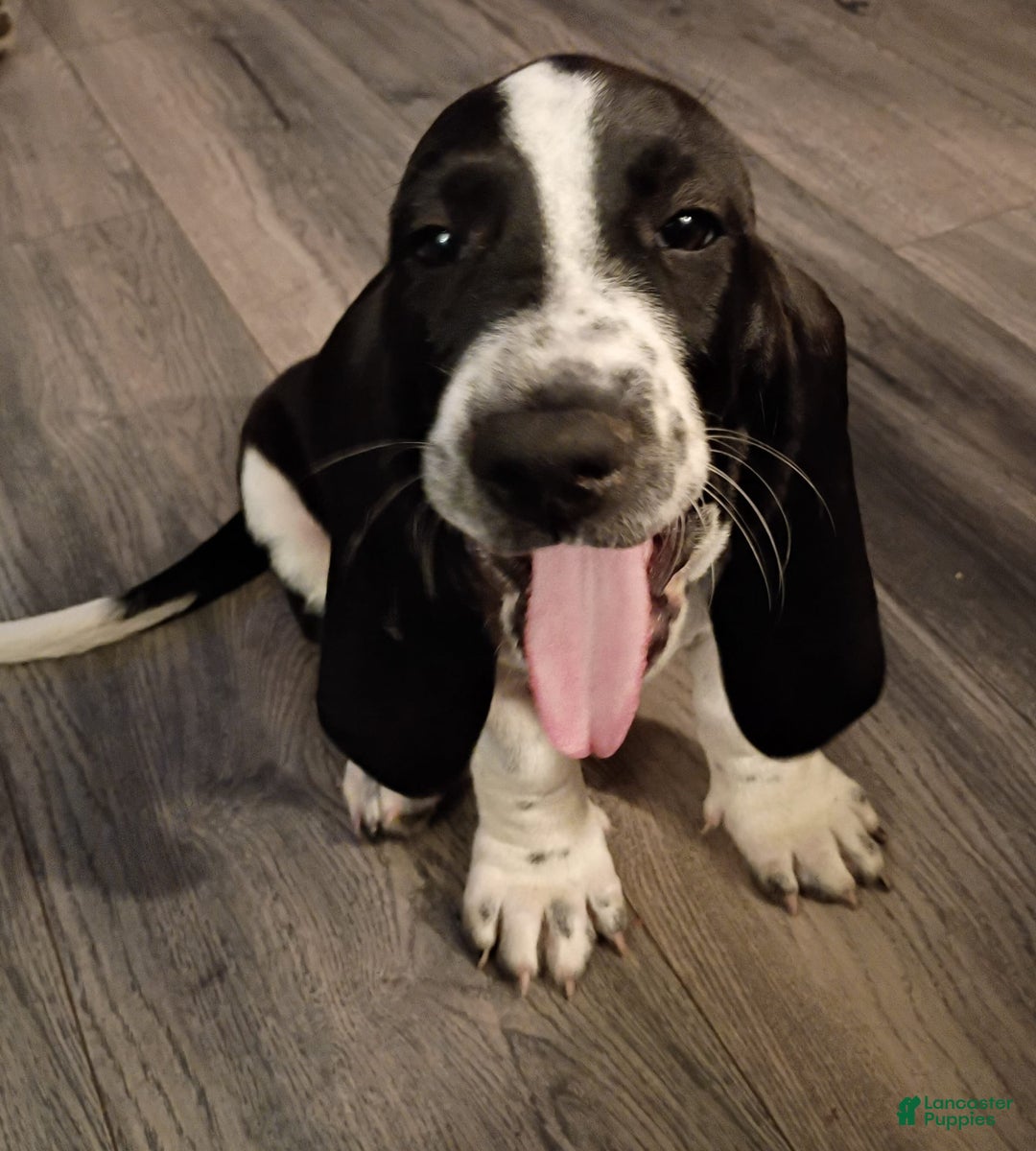Basset Hound dogs for sale: Molly - Image 1