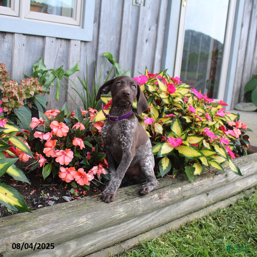 German Shorthaired Pointer dogs for sale: Lucy - Image 4