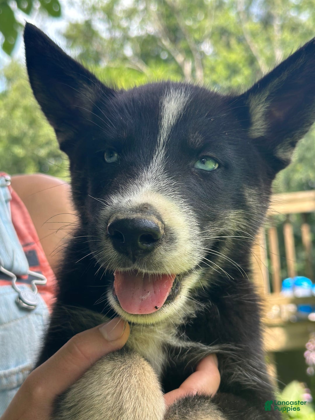 Gerberian Shepsky dogs for sale: Princess - Image 8