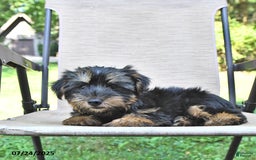 Yorkshire Terrier dogs for sale: Teddy - Image 1