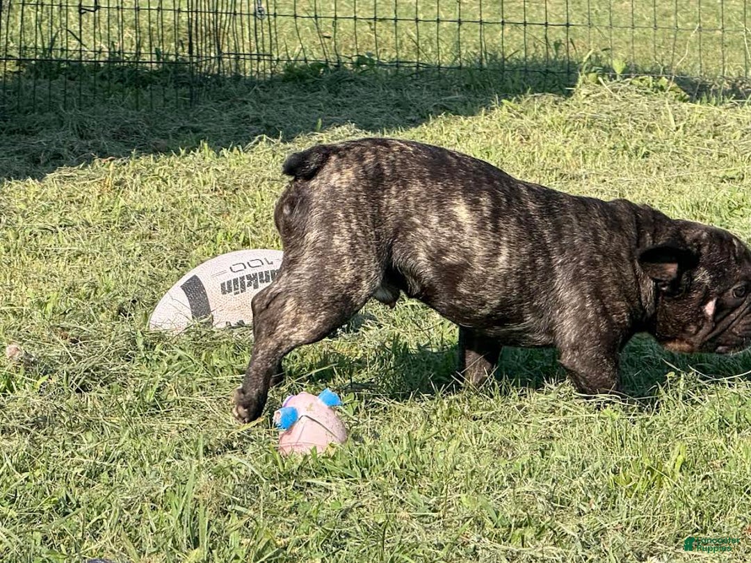 French Bulldog dogs for sale: Clifford - Image 2