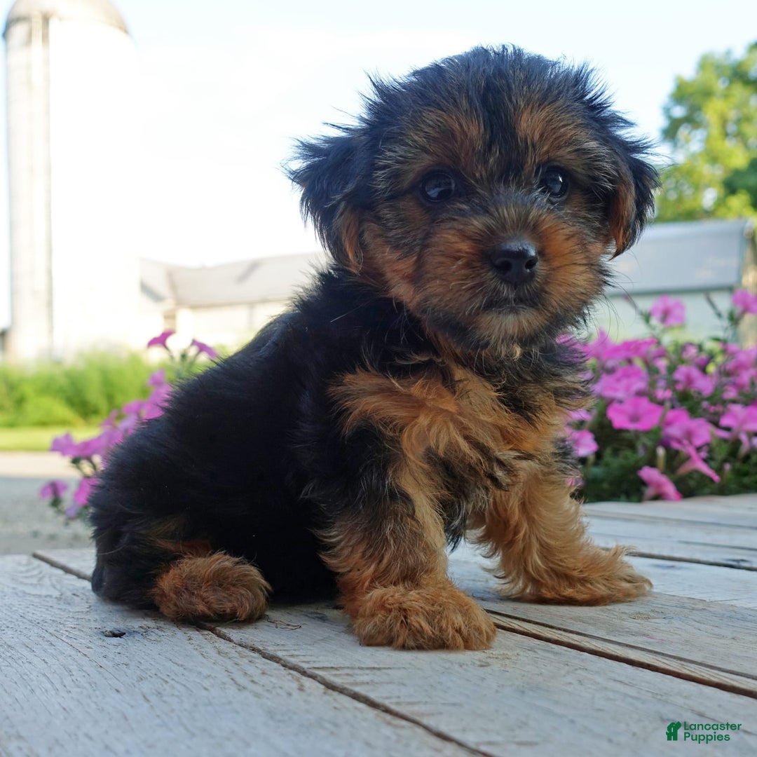 Yorkshire Terrier dogs for sale: Kenya - Image 7