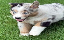 Australian Shepherd dogs for sale: Kiwi - Image 1