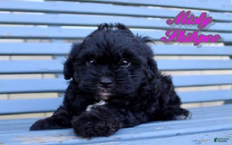 Shihpoo dogs for sale: Misty - Image 2