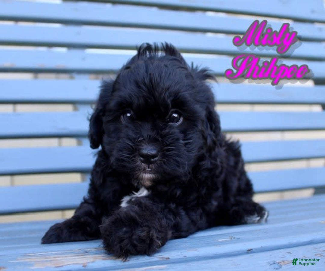 Shihpoo dogs for sale: Misty - Image 2