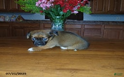 Chihuahua dogs for sale: Diana - Image 2
