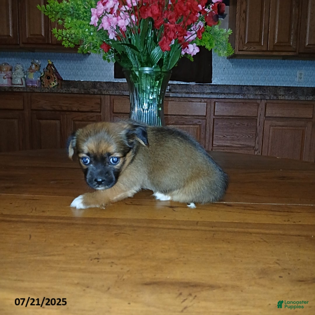 Chihuahua dogs for sale: Diana - Image 2
