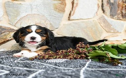 Miniature Bernese Mountain Dog dogs for sale: Willow - Image 3